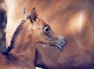 cheval pur sang arabe
