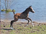 cheval pur sang arabe
