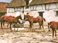 cheval pur sang arabe