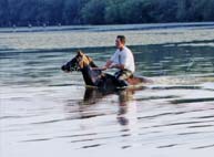 cheval pur sang arabe