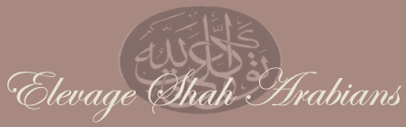 pur sang arabe
