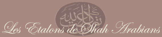 pur sang arabe