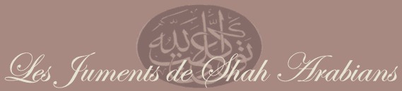 pur sang arabe